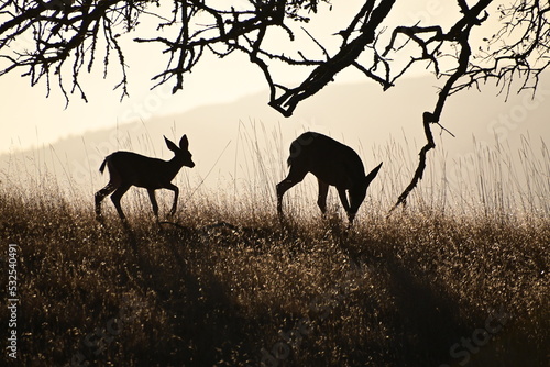 silhouette of a deer