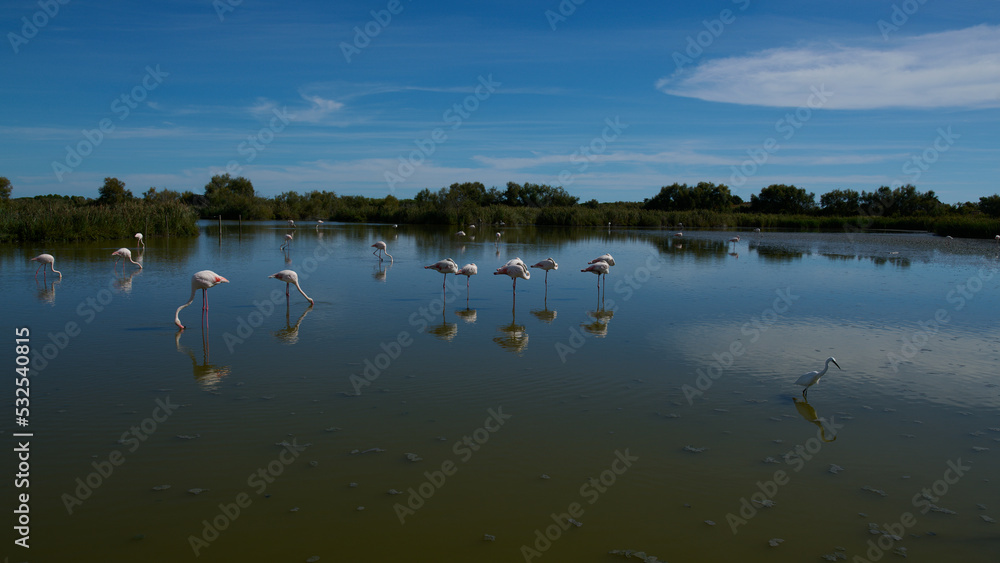 Fototapeta premium Białe flamingi brodzą w wodzie w rezerwacie przyrody.