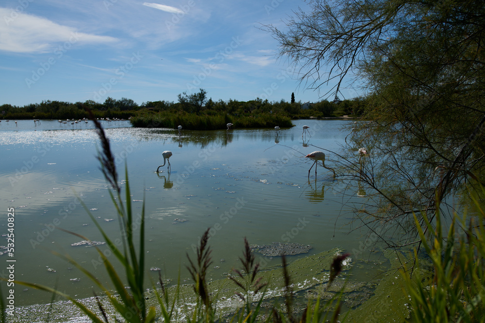 Białe flamingi brodzą w wodzie w rezerwacie przyrody. - obrazy, fototapety, plakaty 
