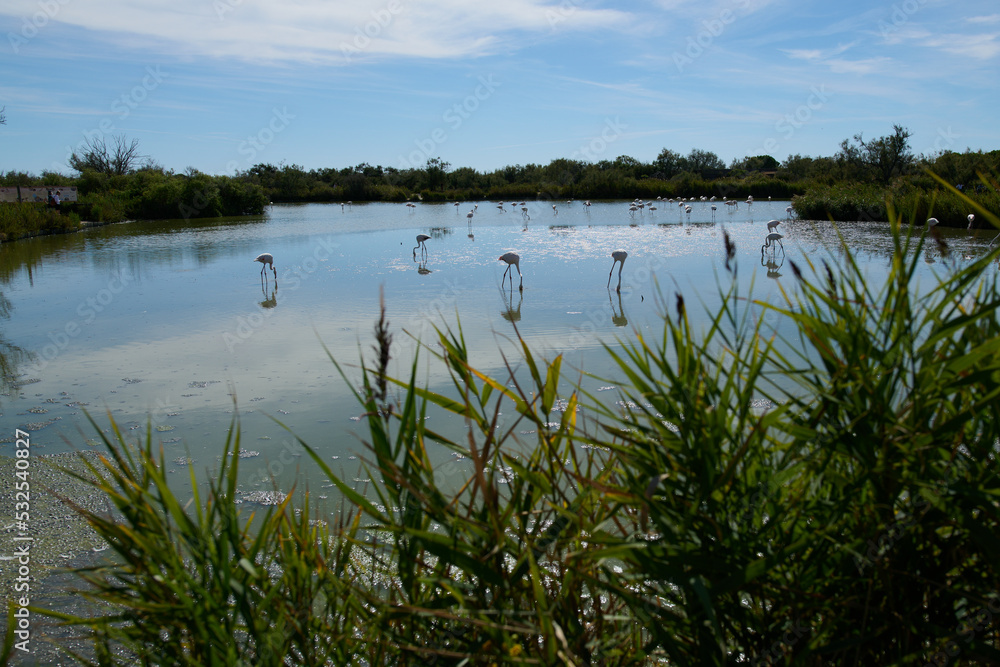 Obraz premium Białe flamingi brodzą w wodzie w rezerwacie przyrody.