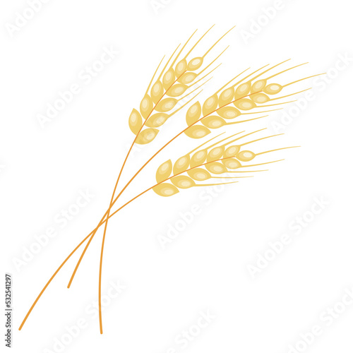 Vector spikes of rye or wheat isolated on white background. Harvest symbol. Raw cereals