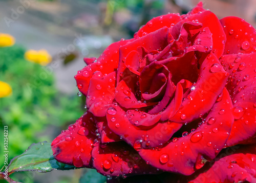 red rose with water drops