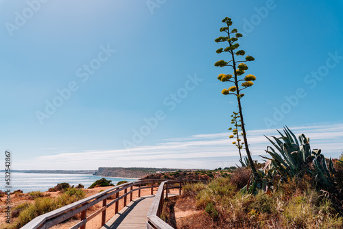 Lighthouse and Agave in Algarve, famous places.  photo