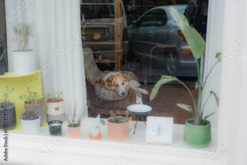 Senior dog laying on the armchair 