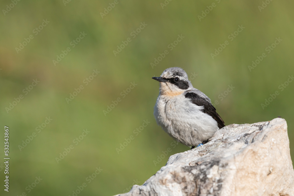 Fototapeta premium Northern Wheatear (Oenanthe oenanthe). beautiful bird that lives at high altitudes.