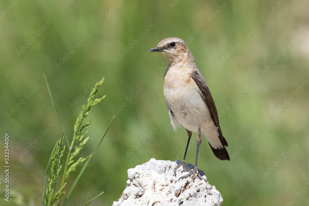 Obraz premium Northern Wheatear (Oenanthe oenanthe). beautiful bird that lives at high altitudes.