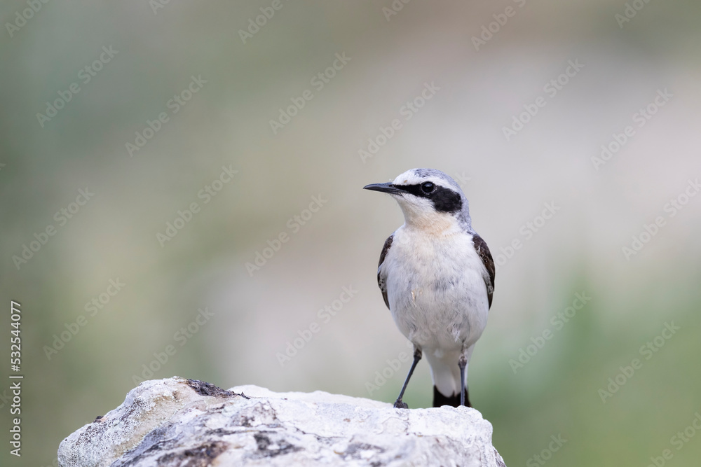 Northern Wheatear (Oenanthe oenanthe). beautiful bird that lives at high altitudes. Northern Wheatear (Oenanthe oenanthe). beautiful bird that lives at high altitudes.