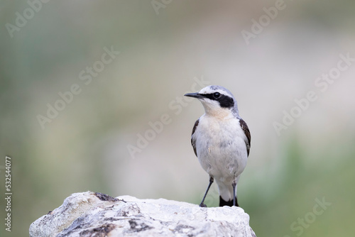 Northern Wheatear (Oenanthe oenanthe). beautiful bird that lives at high altitudes.