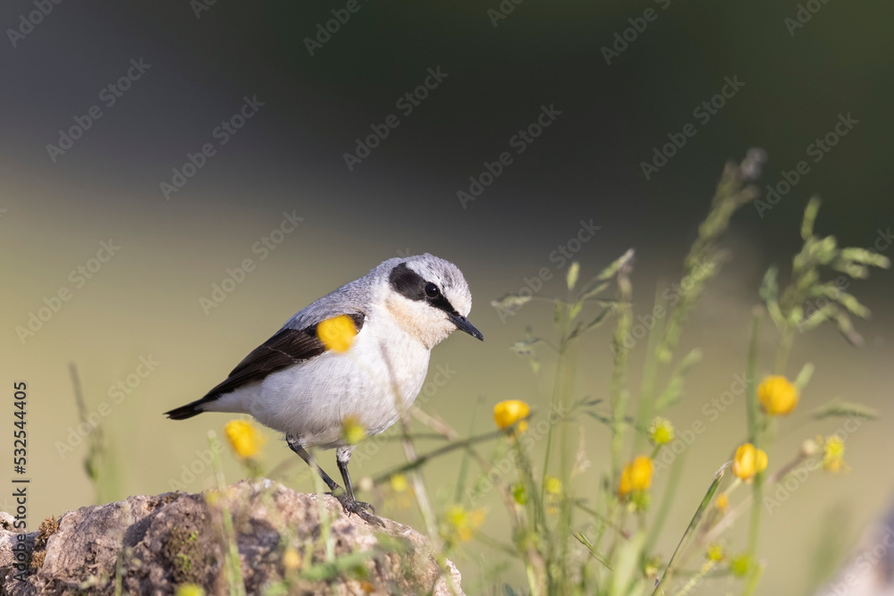 Fototapeta premium Northern Wheatear (Oenanthe oenanthe). beautiful bird that lives at high altitudes.