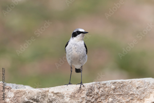 Northern Wheatear (Oenanthe oenanthe). beautiful bird that lives at high altitudes.