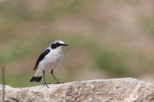Northern Wheatear (Oenanthe oenanthe). beautiful bird that lives at high altitudes. © vinx83