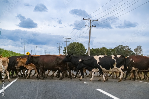 Cows cross highway on way to milking