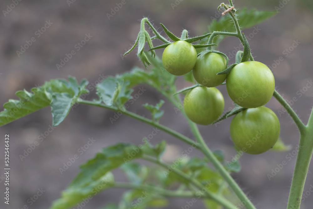 Selective focus shot of a bunch of green tomatoes in the farm. Concept for growing tomatoes