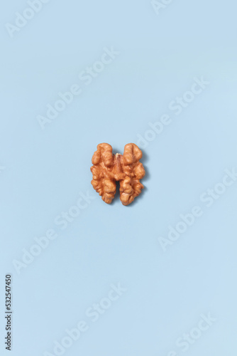 Brown-colored walnut kernel on blue background. photo