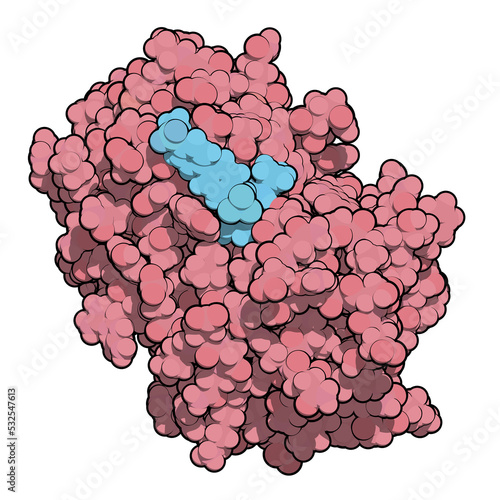 Cathepsin K enzyme bound to the inhibitor odanacatib. 3D rendering based on protein data bank entry 5tdi. photo