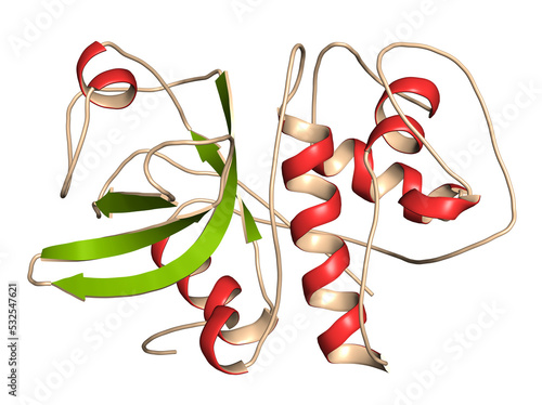 Cathepsin K enzyme bound to the inhibitor odanacatib. 3D rendering based on protein data bank entry 5tdi.
