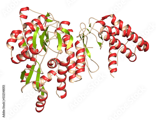 CGRP receptor (RAMP1:CLR fusion protein). Antagonists of the calcitonin gene-related peptide receptor (GCRP receptor antagonists) are investated for the treatment of migraine. photo