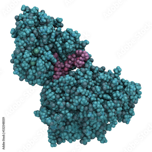 CGRP receptor (RAMP1:CLR fusion protein). Antagonists of the calcitonin gene-related peptide receptor (GCRP receptor antagonists) are investated for the treatment of migraine.  photo