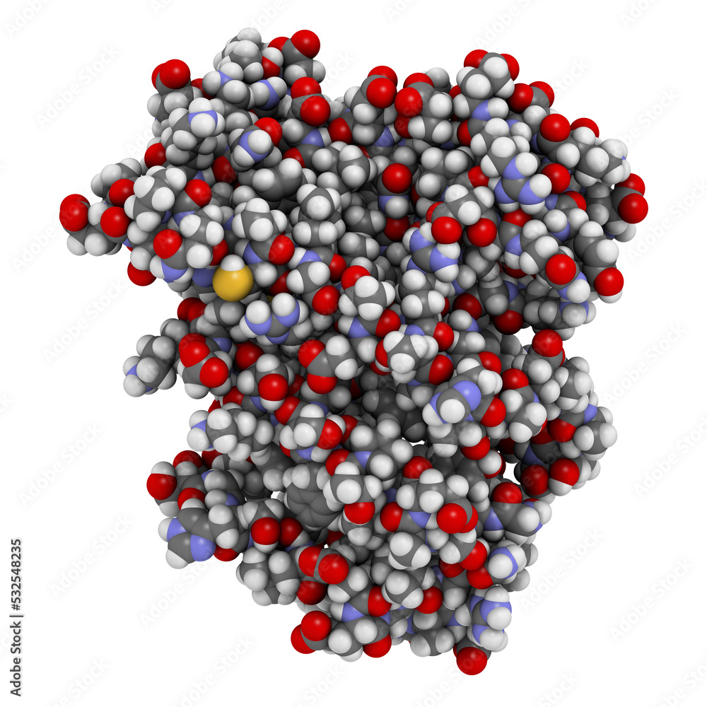 Farnesoid X receptor (ligand binding domain) protein. Target of the drug obeticholic acid. 3D rendering based on protein data bank entry 4wvd. Farnesoid X receptor (ligand binding domain) protein. Target of the drug obeticholic acid. 3D rendering based on protein data bank entry 4wvd.