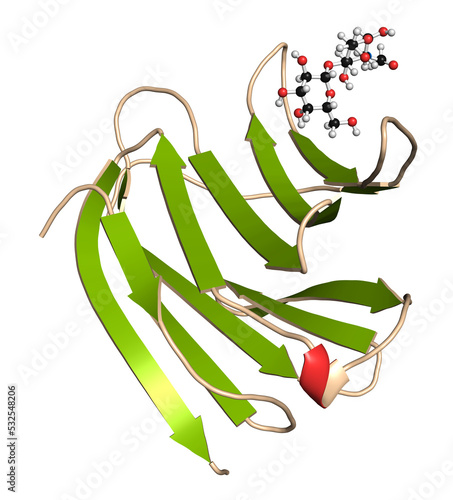 Galectin-3 (carbohydrate binding domain) protein, bound to N-acetyllactosamine. 