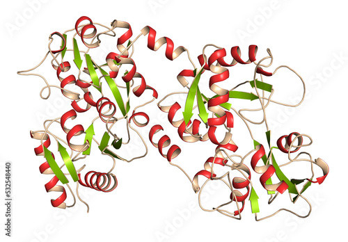 Lactoferrin protein. Lactoferrin is an iron-binding protein that is part of the innate immune system. It is involved in the binding and transport of iron ions but also has antimicrobial properties.