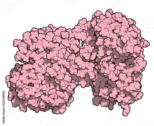 Lactoferrin protein. Lactoferrin is an iron-binding protein that is part of the innate immune system. It is involved in the binding and transport of iron ions but also has antimicrobial properties.