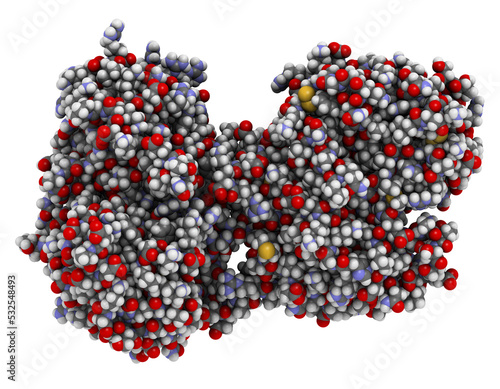 Lactoferrin protein. Lactoferrin is an iron-binding protein that is part of the innate immune system. It is involved in the binding and transport of iron ions but also has antimicrobial properties. 