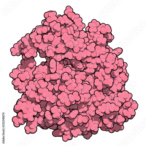 Platelet-derived growth factor receptor A (PDGFRA, kinase domain) protein. Target of anticancer monoclonal antibody olaratumab. 3D rendering based on protein data bank entry 5k5x. photo