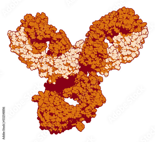 Pembrolizumab monoclonal antibody drug protein. Immune checkpoint inhibitor targetting PD-1, used in the treatment of a number of cancers. 3D rendering based on protein data bank entry 5dk3. photo
