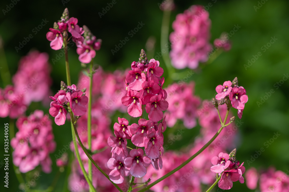 Diascia flowers in bloom Diascia flowers in bloom