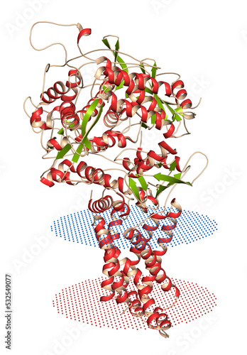 Mitochondrial complex II (succinate dehydrogenase, avian) Enzyme. Participates in citric acid cycle and electron transport chain. 3D rendering based on protein data bank entry 2h89. photo