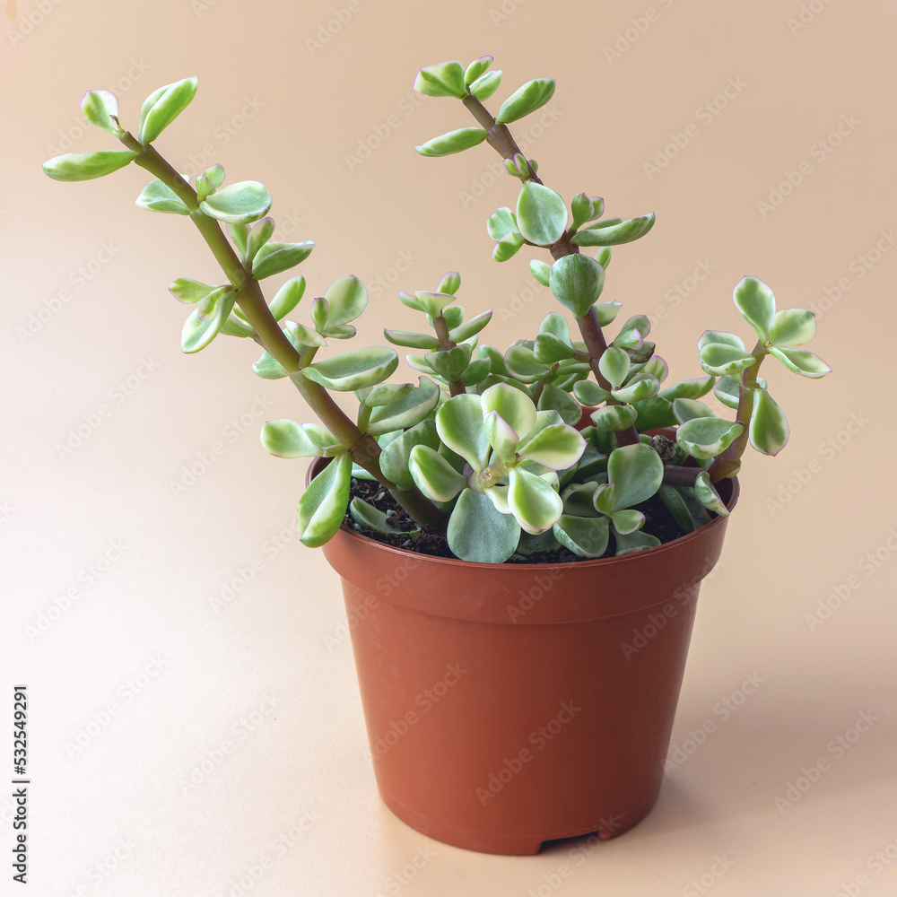 Cotyledon succulents Ladismithiensis in a pot, side view