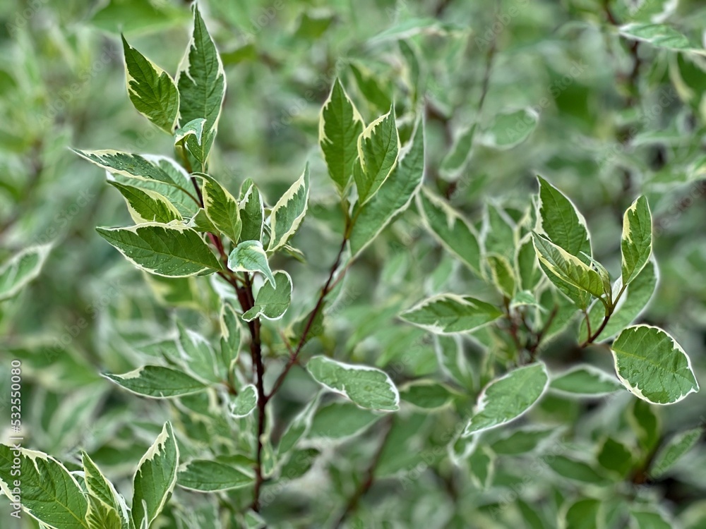 Green leaves background. Cornus alba commonly called tatarian dogwood is a rapid-growing, multi-stemmed, suckering, deciduous ornamental shrub. Green leaves background. Cornus alba commonly called tatarian dogwood is a rapid-growing, multi-stemmed, suckering, deciduous ornamental shrub.