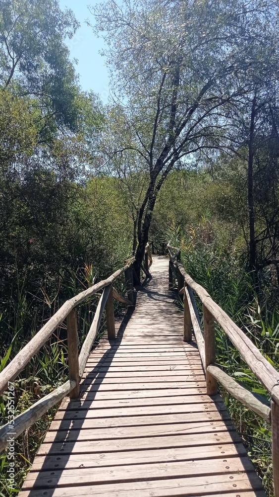 Wooden walkway to visit the interior of the Doñana Natural Park. Huelva Wooden walkway to visit the interior of the Doñana Natural Park. Huelva