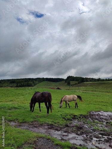 horses in pasture © Artieq