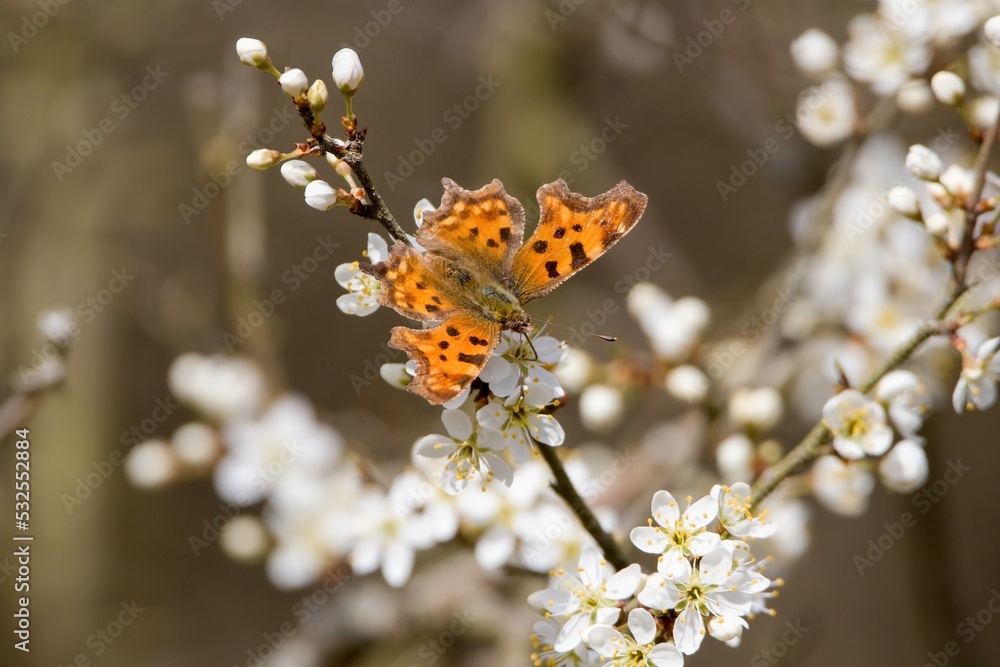 Obraz premium butterfly 