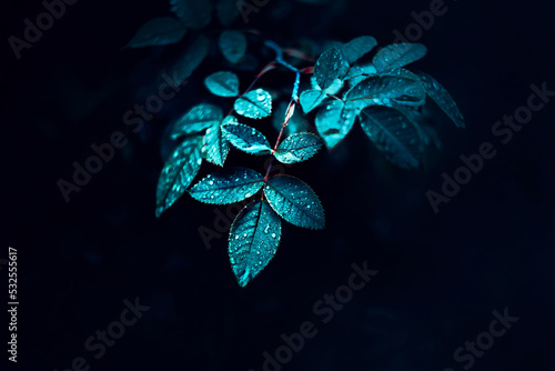 Beautiful leaves with drops of recent rain grow on the bush at night in summer. The beauty of nature.