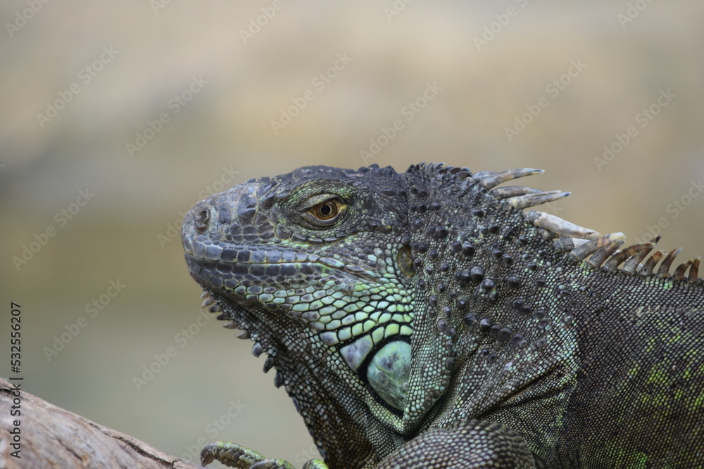 DETALLE PERFIL DE IGUANA, REPTILES, LAGARTOS TROPICALES. DETALLE PERFIL DE IGUANA, REPTILES, LAGARTOS TROPICALES.