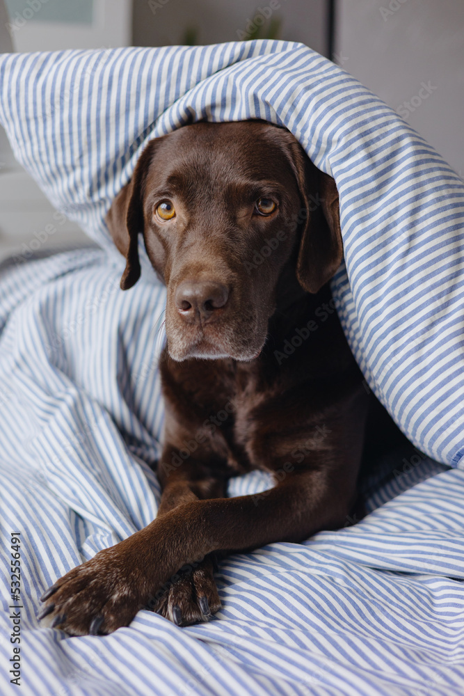 Labrador retriever dog is lying in bed under a blanket and sleeping or resting. animals are like people, a chocolate labrador sleeps with its owner in bed. Love for pets. depression and sleep Labrador retriever dog is lying in bed under a blanket and sleeping or resting. animals are like people, a chocolate labrador sleeps with its owner in bed. Love for pets. depression and sleep