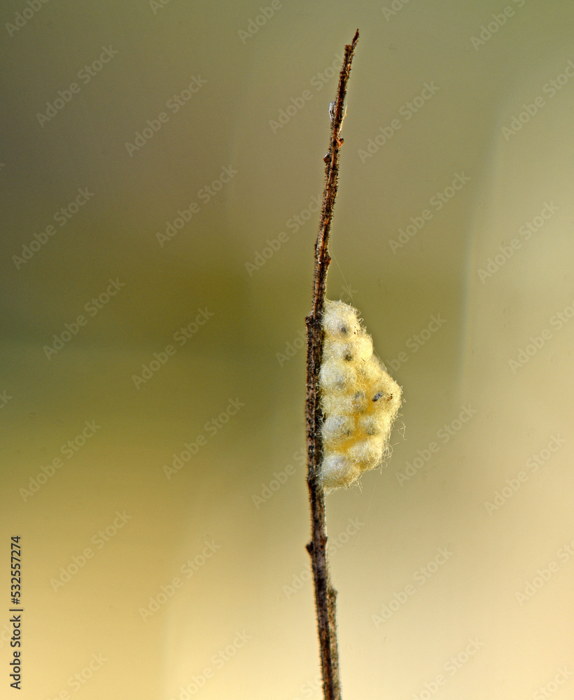 Kokons von Brackwespen