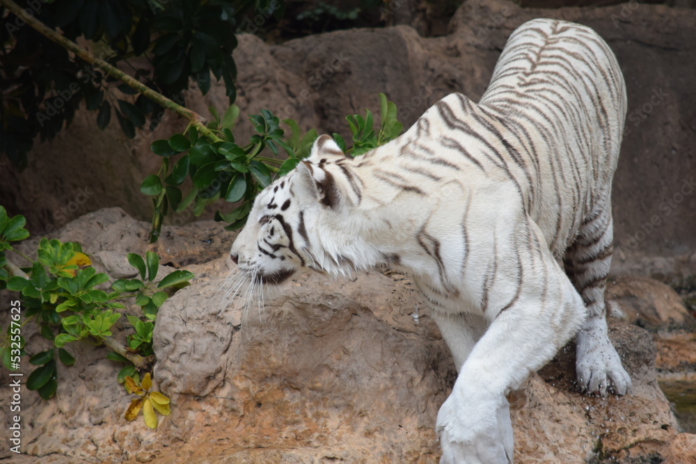 DETALLE TIGRE ALBINO, TIGRE BLANCO, WHITE TIGER, FELINO. Stock Photo