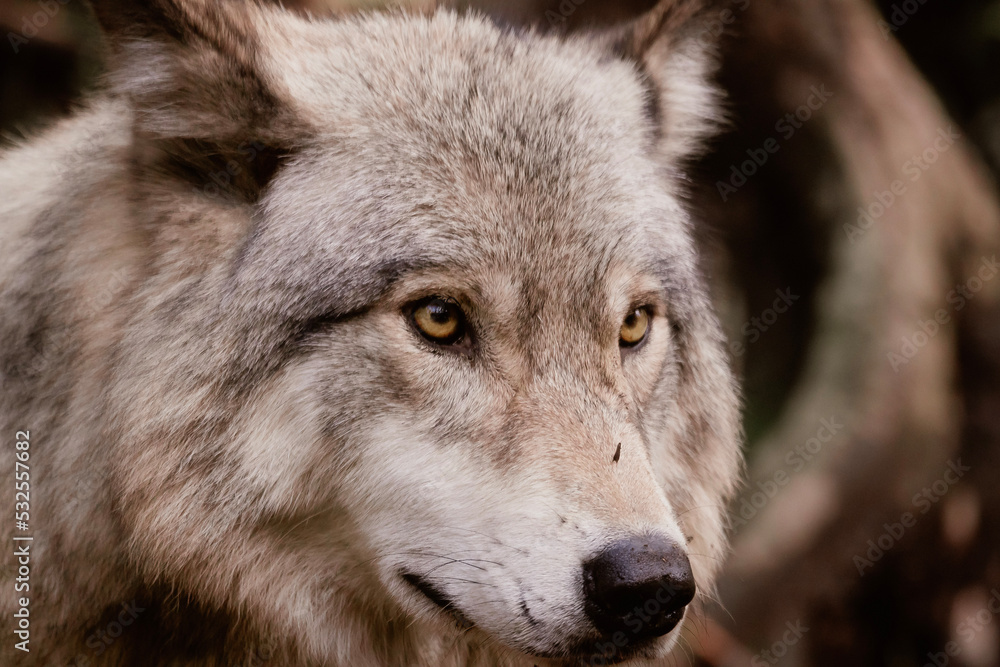 Obraz premium gray wolf portrait