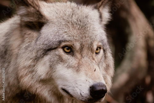 gray wolf portrait
