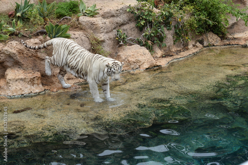 DETALLE TIGRE ALBINO, TIGRE BLANCO, WHITE TIGER, FELINO. Stock Photo ...