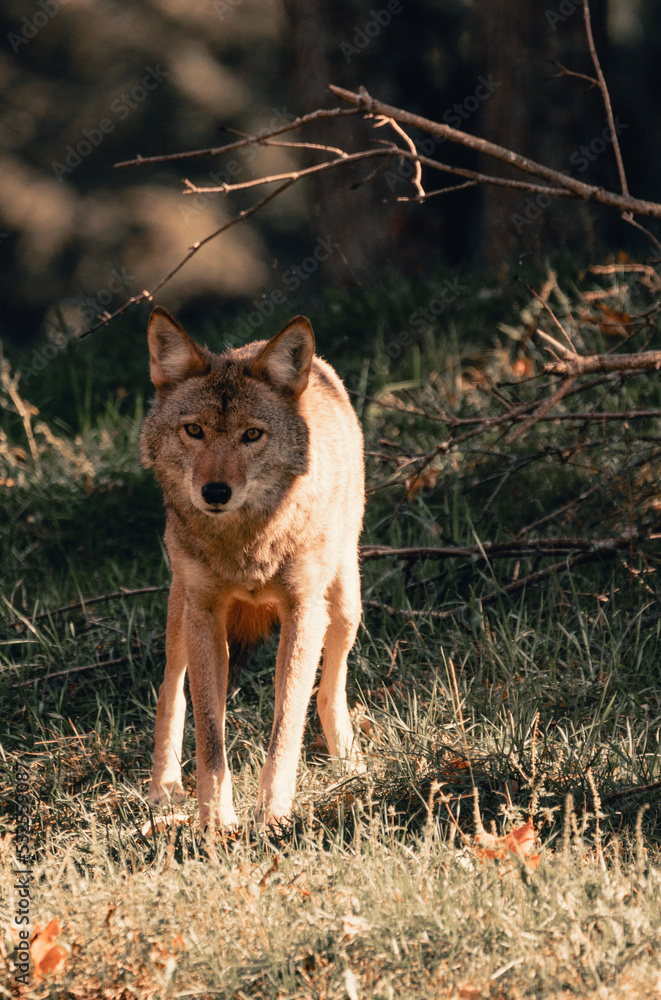 Fototapeta premium wolf in the forest