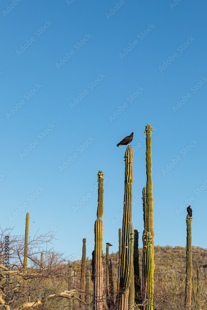 A vulture on top of a cactus next to saguaros in the desert A vulture on top of a cactus next to saguaros in the desert