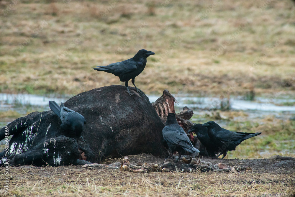 Fototapeta premium Farmland landscape with a dead cow and a flock of ravens.