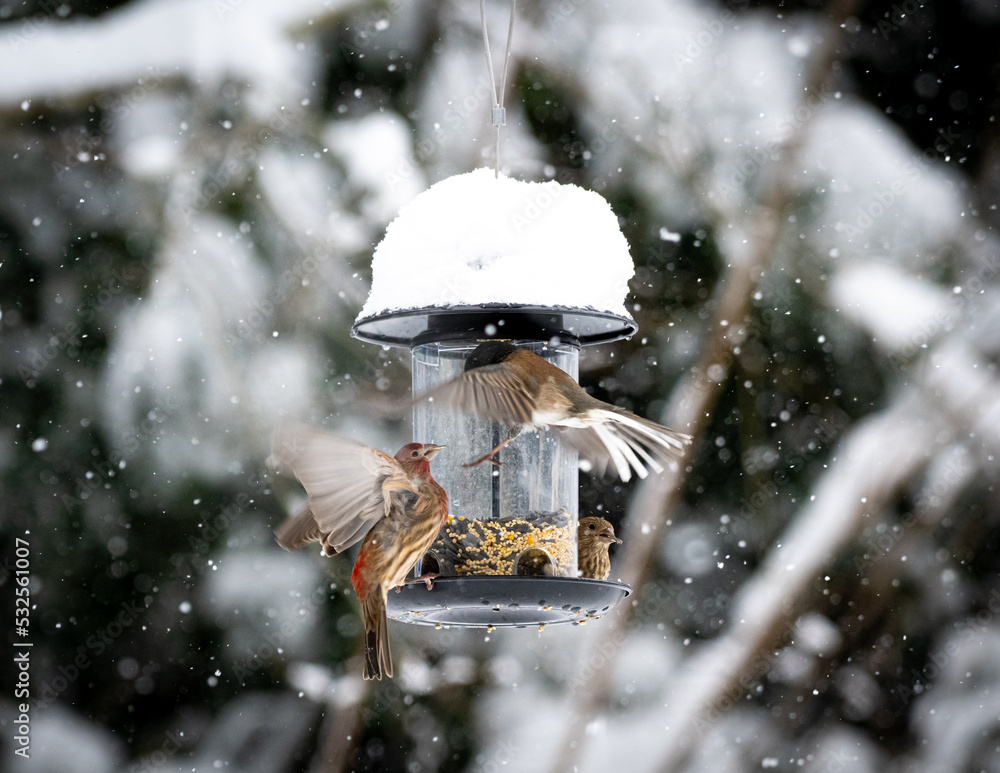 Naklejka premium Winter showdown between red finch and junco