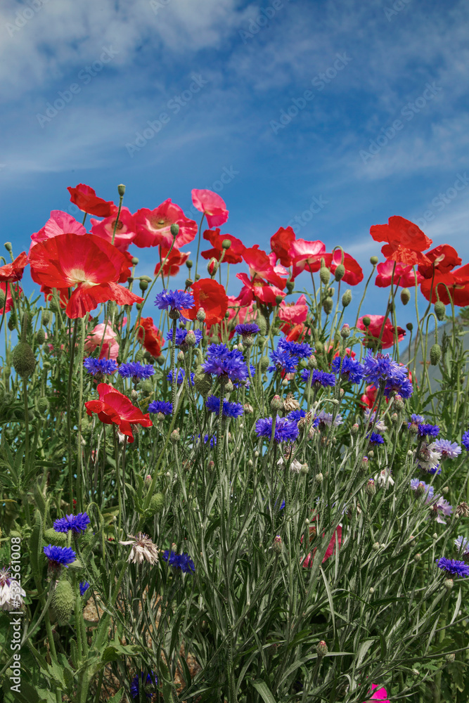 Bright flowers with green stems in countryside Bright flowers with green stems in countryside