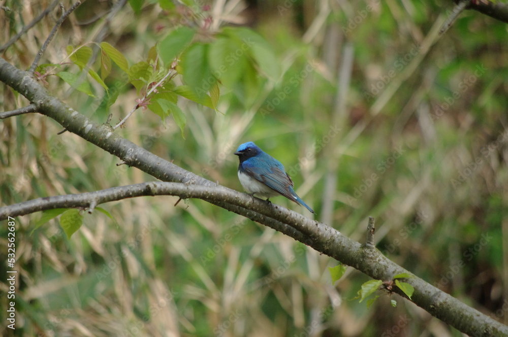 blue-and-white flycatcher 